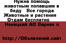 Нужна помощь животным попавшим в беду - Все города Животные и растения » Отдам бесплатно   . Ненецкий АО,Варнек п.